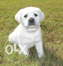 Ahmednagar city puppy available lab cream female for you