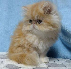 All india Persian kitten sale all color sale free home