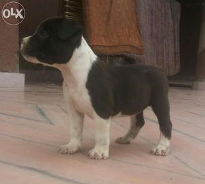 Am pitbull female pupp for sellll. Age 1 month. Show