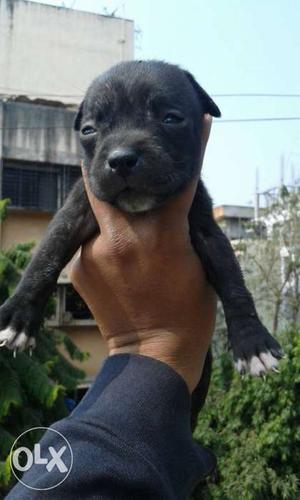 American Pitbul terrier puppies available pure