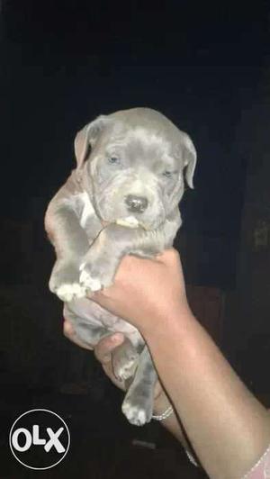 American bully import line puppy