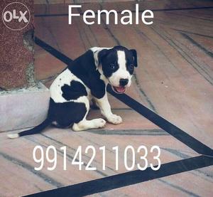 American pitbull female pupp for sell 55 days