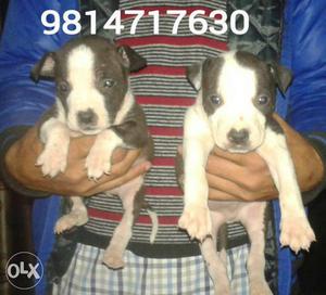 American pitbull male balck and withe female