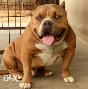 Amrican bully pup pocket size father mr tarzen