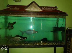 Aquarium with neat condition with all fish's and