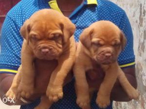 =BABY KENNEL=Extraordinary Quality french mastiff puppies