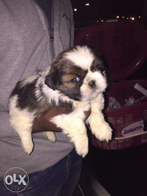=BABY KENNEL=Tremendous quality shihtzu puppies available