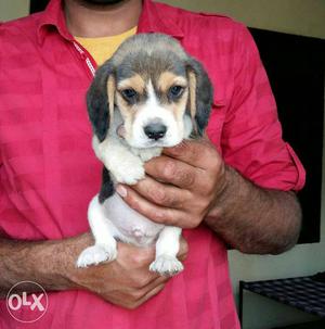Beagle Puppies active and healthy Puppies male