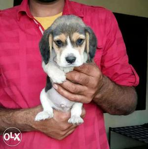 Beagle Puppies available male  female 