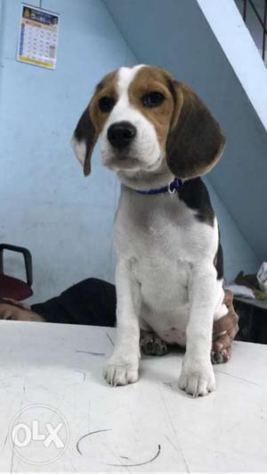 Beagle Puppy 4 Month Old For sale 