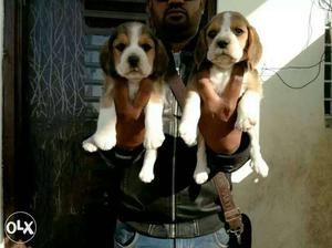 Beagle beautiful looking Puppies available male