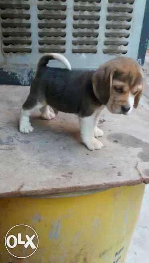Beagle charming Puppies male  female 