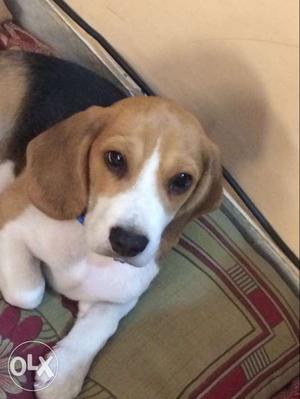Beagle (male) 2months old