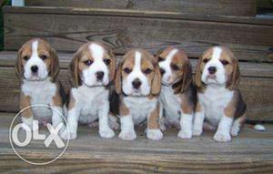Beagle male white n brown puppy available with breed