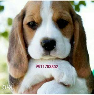 Beagle superb quality puppy available