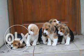 Beauty Beagle Puppies