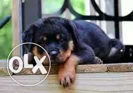 Bhavnagar:-- Affectionate Dog's" All Puppeis Pets