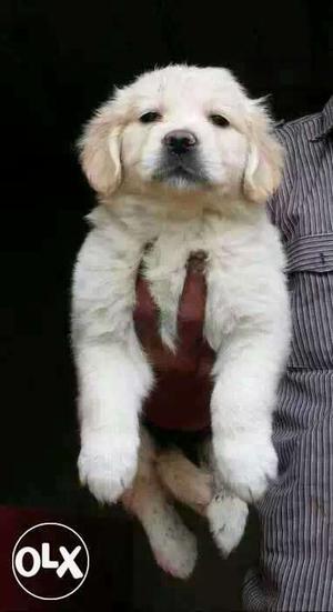 Bhavnagar::-- Protective Dog's" All Puppeis Pets