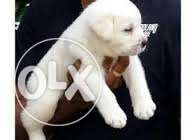 Bhopal city Labrador Cream Puppy Available With Paper Call