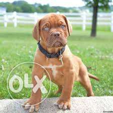 Biswas kennel 000 Quality FrenchMastiff Pups Available For