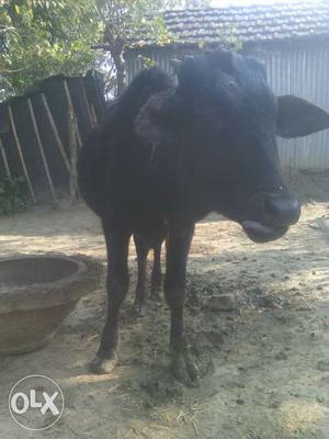 Black Cow In Malda