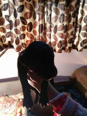 Black Great Dane)) Male Puppies For Available