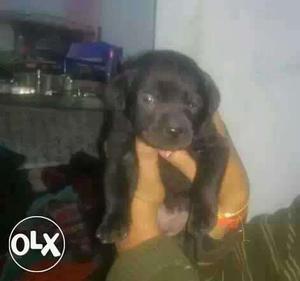 Black Labrador Retriever female Puppy...call-x