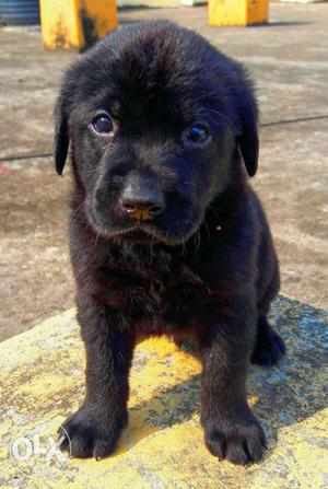 Black Labrador puppies available all dog breeds