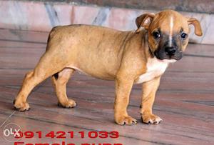 Black Mouth Cur Puppy pitbull