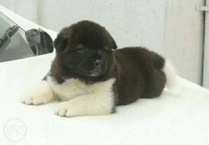 Black and white colour Akita male puppy for