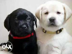 Black and white labarador Puppies heavy bone