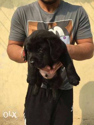 Black labrador puppies available for sale