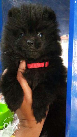 Black mini pom puppy