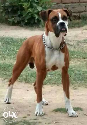 Boxer dog for maiting and puppy awailable