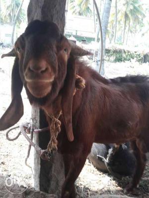 Boyer goat for sale.