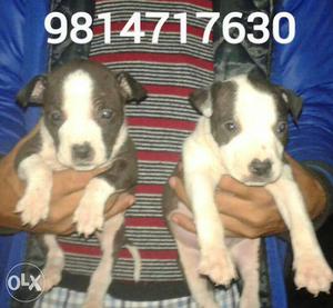 Breed american pitbull male pupps available home