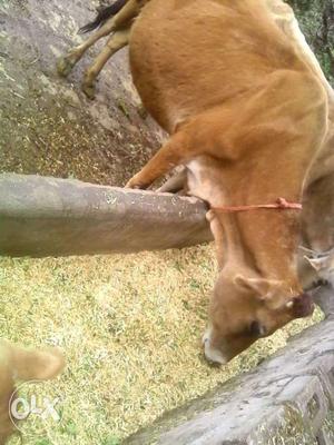 Brown Cow In Nahan
