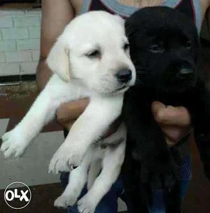 CHANDRPUR::-- Saint Bernerd" Beagle" Pug" All Puppeis