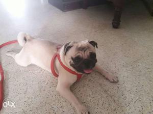 Certified,chip,1 year,male pug.