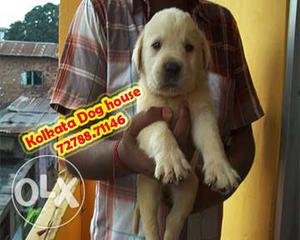 Certified healthy labrador Puppies ~ KOLKATA DOG HOUSE