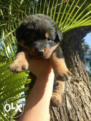 Champion line adorable ROTTWEILER Puppies male