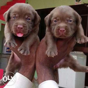 Chocolate color Labrador puppies availble