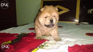 Chow chow puppy male with RKCI papers