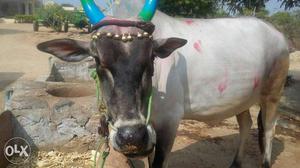 Cow tamilnadu