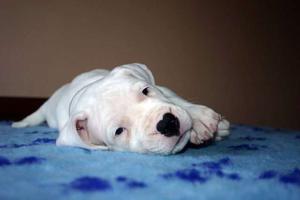 DOGO ARGENTINO dog puppies available at good sell..Angel