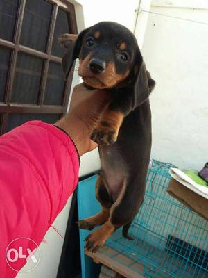 Dachshund puppy available