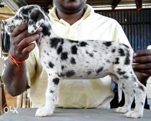 Dan puppies for sale in Pune quality puppies