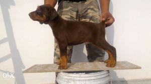 Doberman Puppies available at Indian Dog World