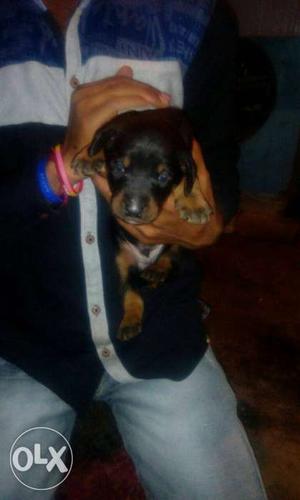 Doberman male puppies available all dog breeds