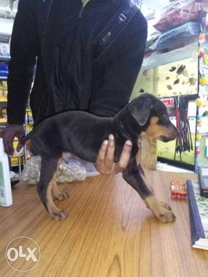 Doberman male puppy available